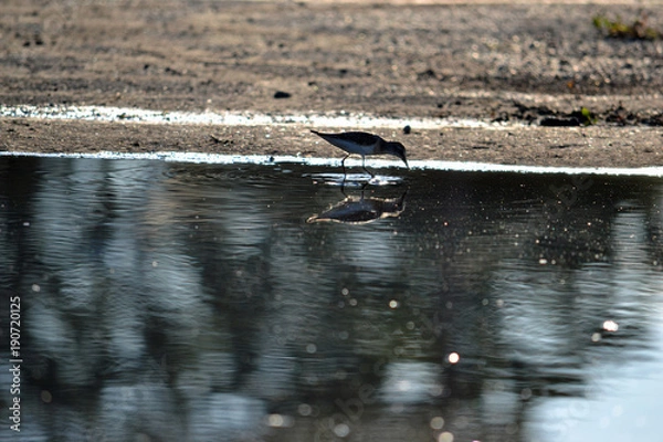 Obraz bird drinking water from a puddle on a hot summer day