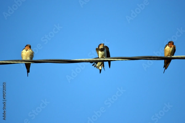 Obraz three barn swallows on a wire