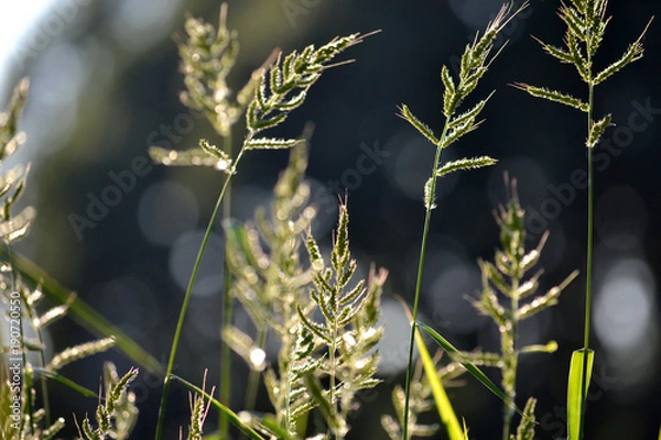 Obraz tall wheat grass in a countryside field