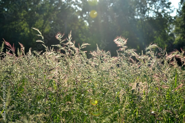 Obraz Wheat grass blowing in a field on a sunny day