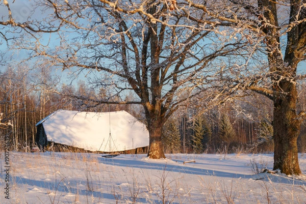 Obraz trees in the snow