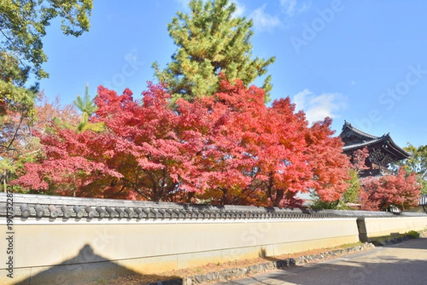 Obraz 清凉寺の紅葉