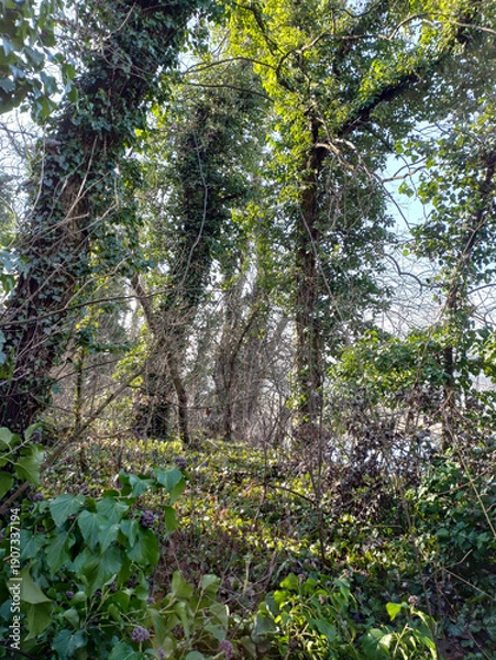 Obraz Forest with trees and ivy