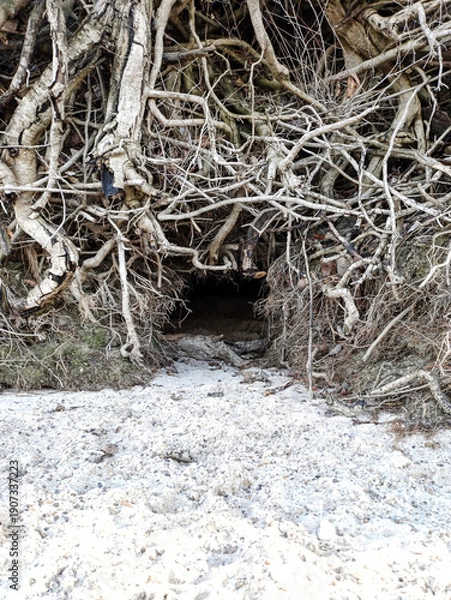 Obraz fox den between the roots