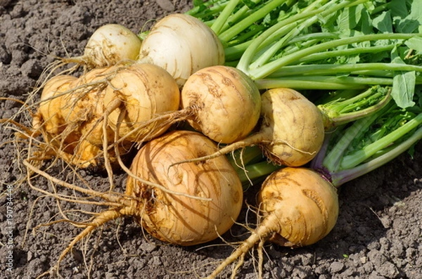 Fototapeta Fresh turnips closeup