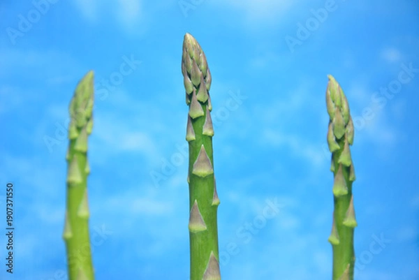 Obraz 新鮮なグリーンアスパラガス