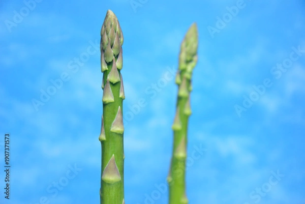 Obraz 新鮮なグリーンアスパラガス
