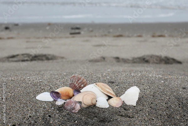 Obraz 波打ち際に集まった貝殻