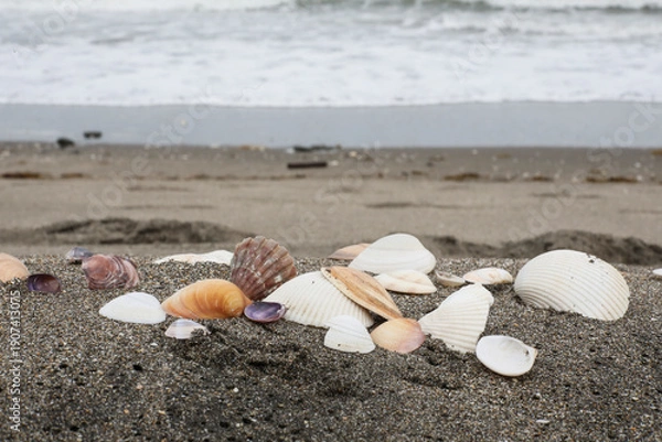 Obraz ビーチの貝殻