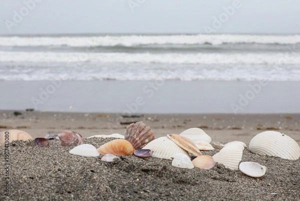 Obraz 砂浜に落ちている貝殻