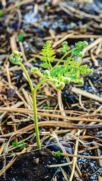 Obraz ワラビの広がる葉