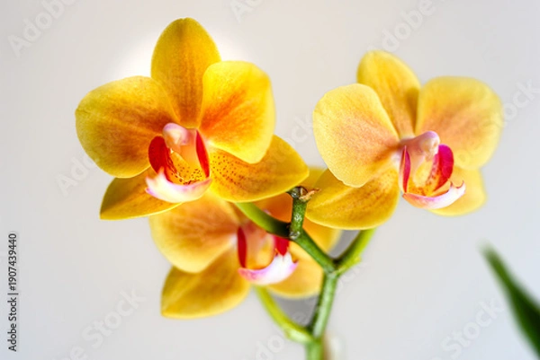 Obraz 黄色の胡蝶蘭