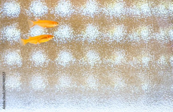 Obraz 水槽の中のメダカ