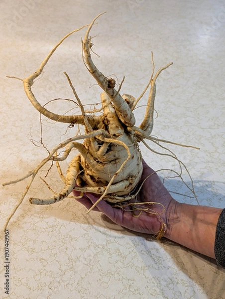 Obraz Funny Looking Parsnip