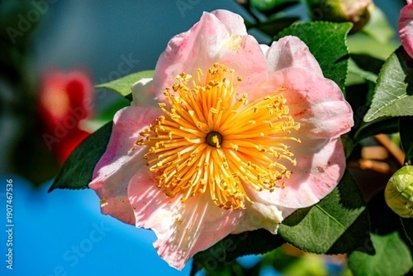 Obraz るるパークのツバキ