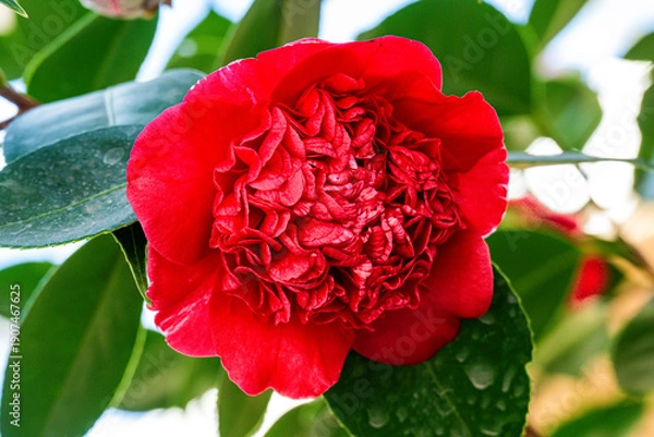 Obraz るるパークのツバキ