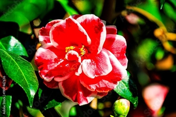 Obraz るるパークのツバキ