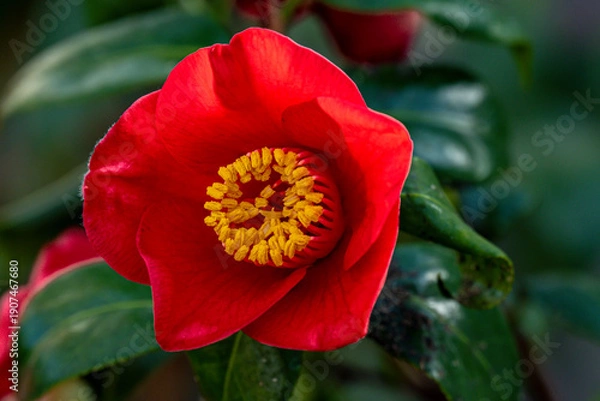 Obraz るるパークのツバキ