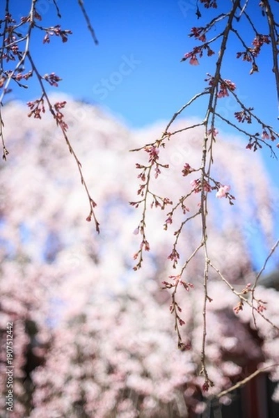 Obraz Ethereal Cherry Blossoms Basking in Soft Spring Sunlight