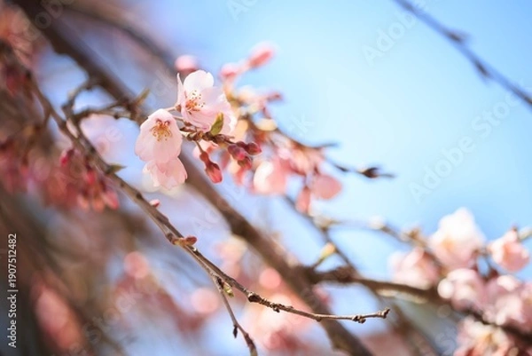Obraz Ethereal Cherry Blossoms Basking in Soft Spring Sunlight