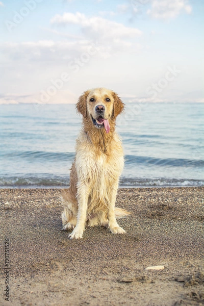 Obraz Golden retriever near the lake