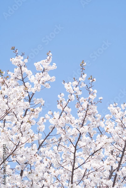 Obraz 카피공간이 있는 하늘과 봄소식을 알리는 벚꽃나무