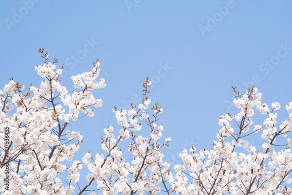 Obraz 카피공간이 있는 하늘과 봄소식을 알리는 벚꽃나무