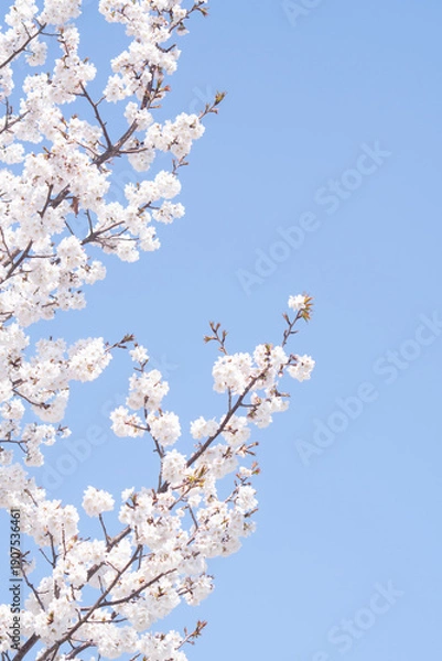 Obraz 카피공간이 있는 하늘과 봄소식을 알리는 벚꽃나무