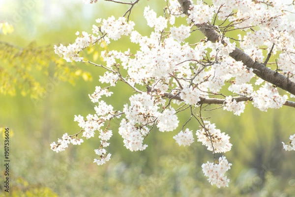 Obraz 카피공간이 있는 하늘과 봄소식을 알리는 벚꽃나무