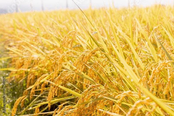 Obraz 収穫期の水田　品種:つや姫