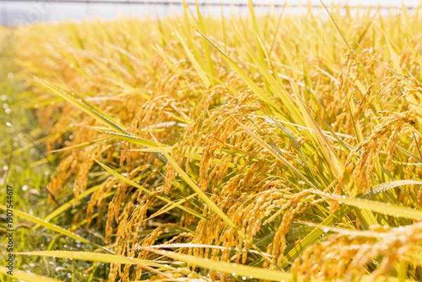 Obraz 収穫期の水田　品種:つや姫