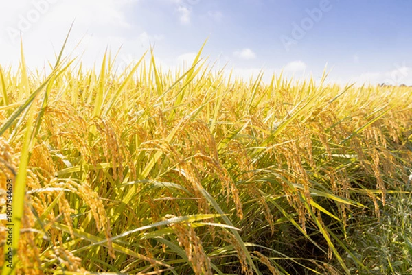 Obraz 収穫期の稲穂　品種:つや姫