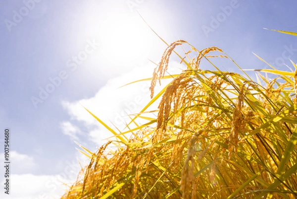 Obraz 収穫期の稲穂　品種:つや姫