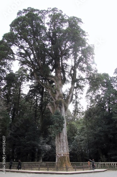 Obraz 鹿児島県霧島市の霧島神宮の御神木