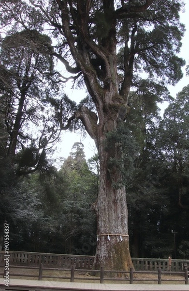 Obraz 鹿児島県霧島市の霧島神宮の御神木