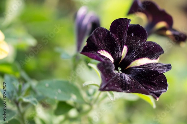Fototapeta Spring Flowers Close-up