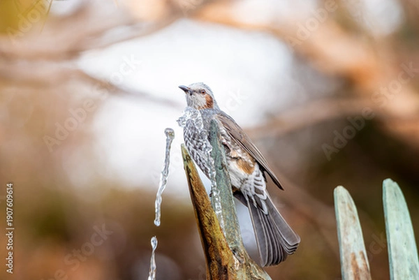 Obraz 水を飲むヒヨドリ