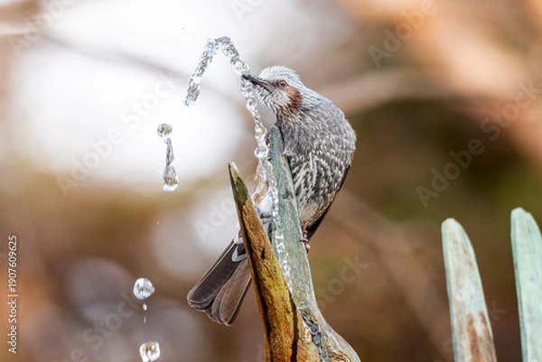 Obraz 水を飲むヒヨドリ