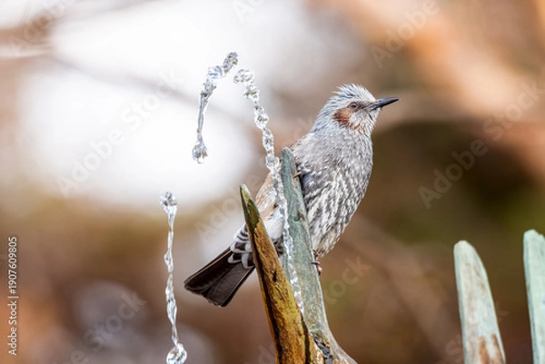 Obraz 水を飲むヒヨドリ