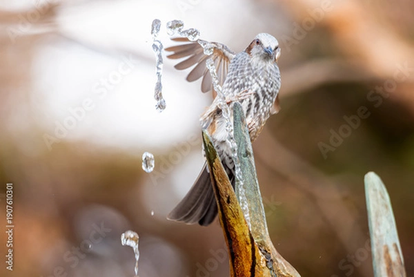 Obraz 水を飲むヒヨドリ