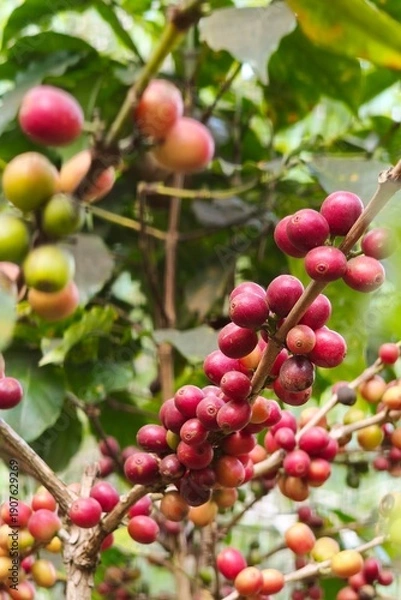 Obraz Coffee beans ripening on a tree