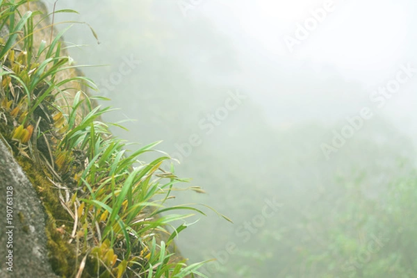 Obraz Herbs up the cliff with mist background.