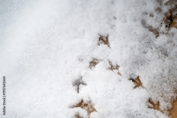 Obraz 積もった雪に鳥の足跡　かわいい