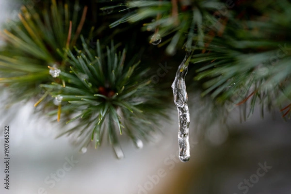 Obraz 松の葉　つらら