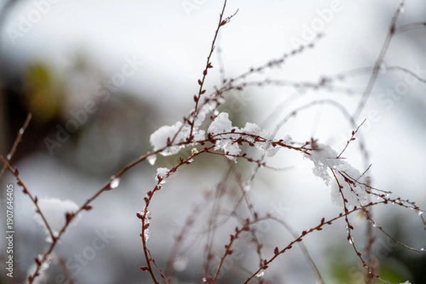 Obraz 細い枝に積もった雪　一輪の花