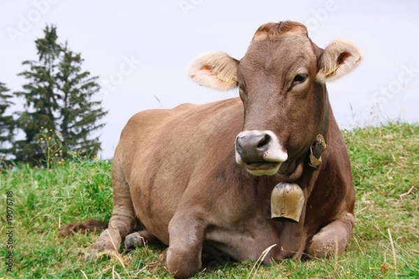 Obraz Milk cow