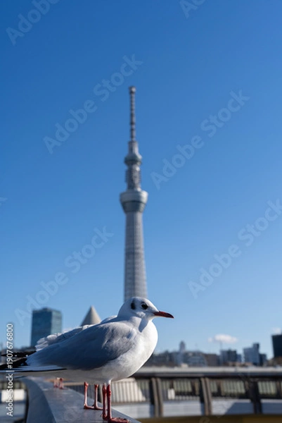 Obraz カモメと東京スカイツリー