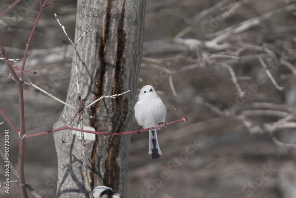 Obraz 枝にとまるシマエナガ