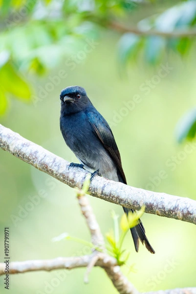 Obraz blue tit perched on a branch
