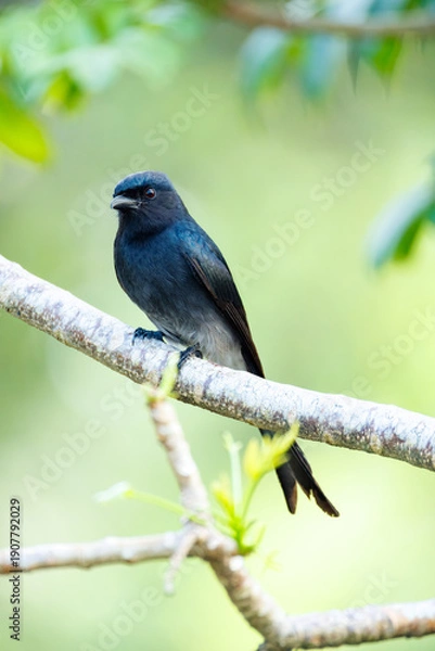 Obraz blue tit perched on a branch
